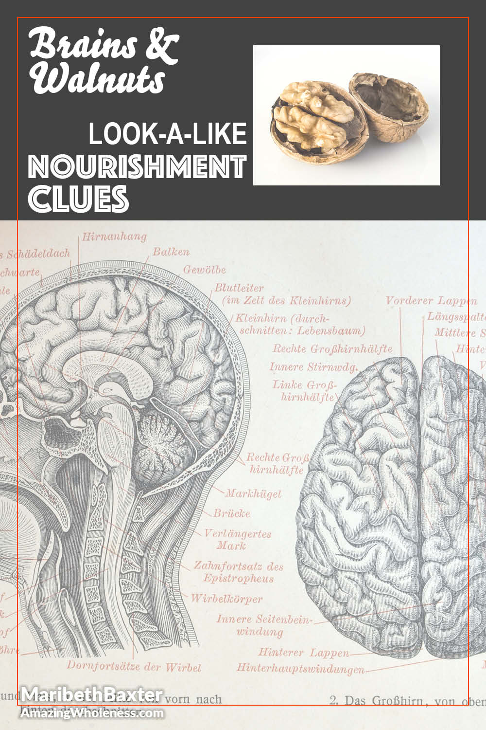 The Wallnutmaster's Guide to Natural Brain Enhancement