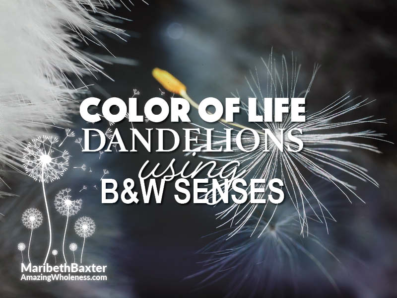 color of life, using our black and white senses, dandelions