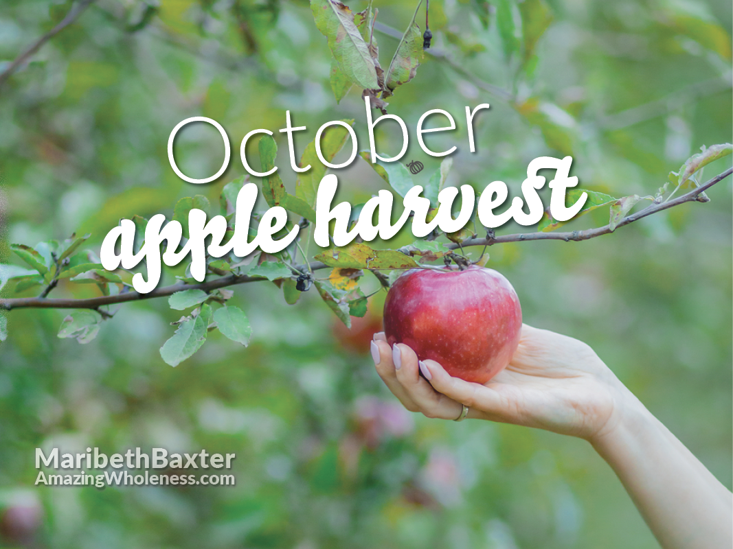 October apple harvest