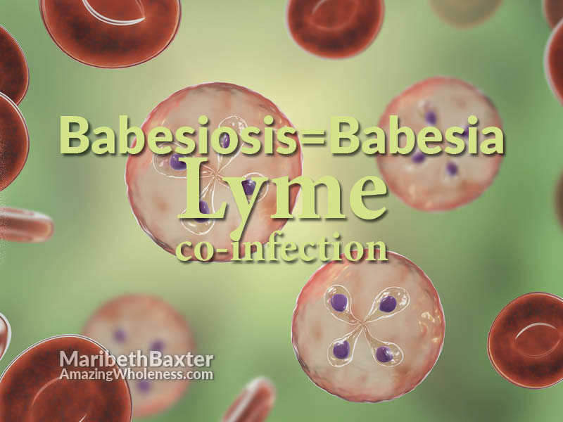 Babesiosis = babesia, Lyme co-infection