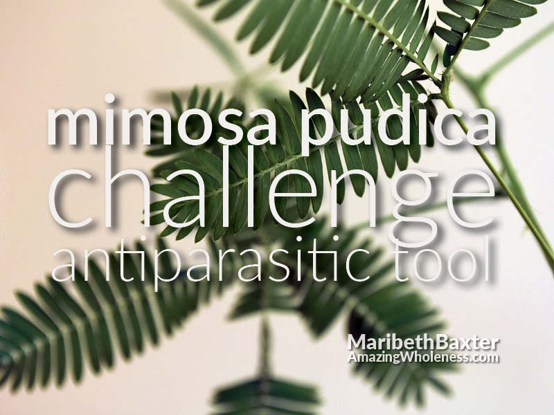 mimosa pudica (Para 1) challenge as antiparasitic tool.